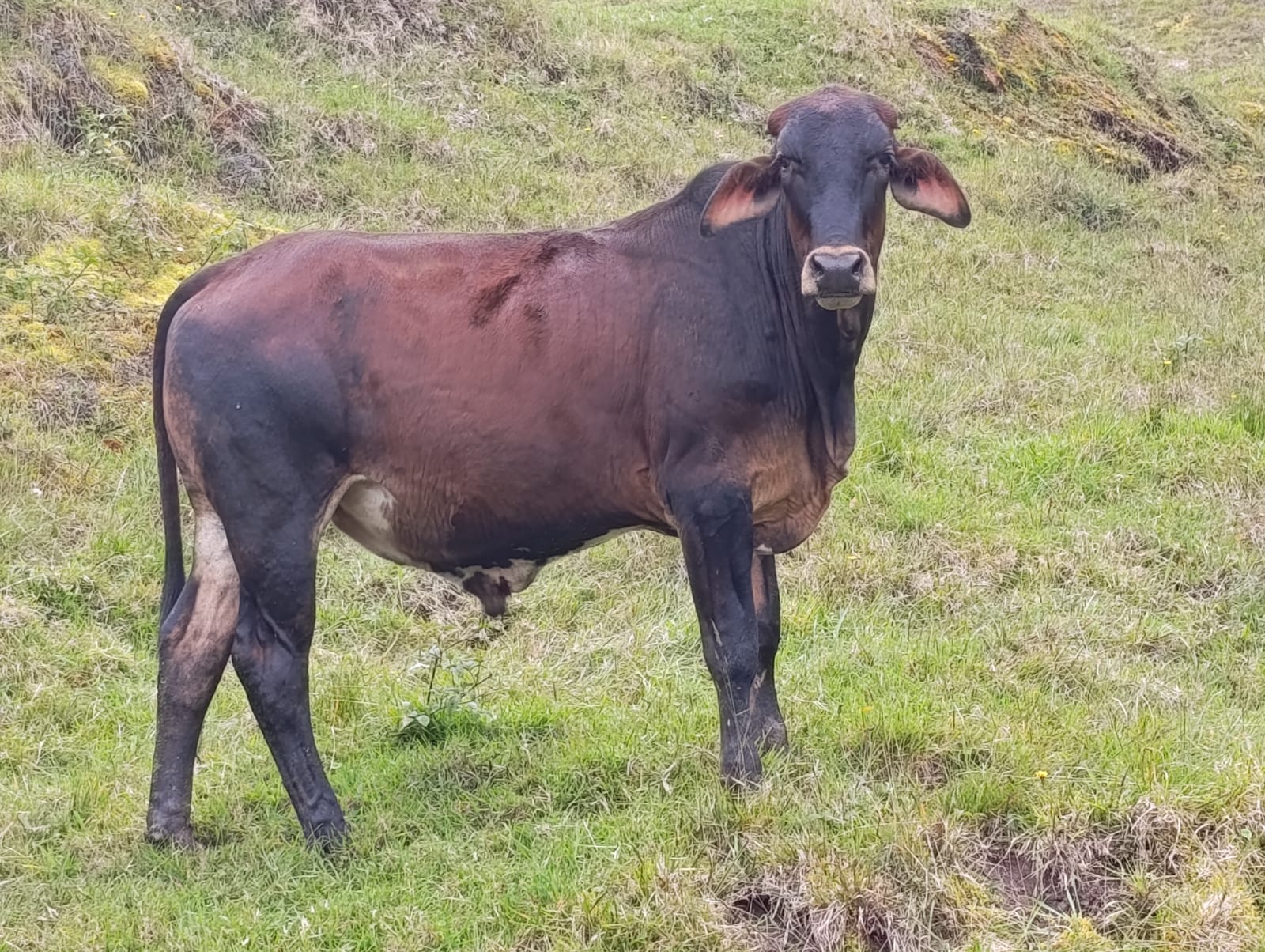 Ganado bovino en campo