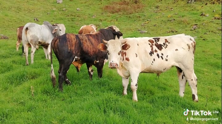 Ganadería colombiana