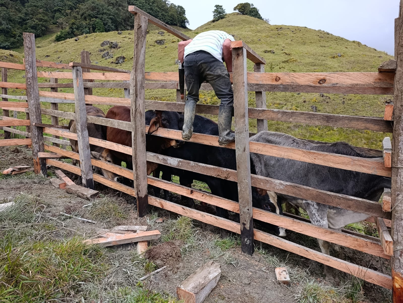 Ganadería sostenible